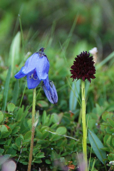 Glockenblume_Kohlroeschen