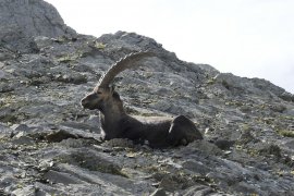 Steinbock