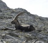 Steinbock